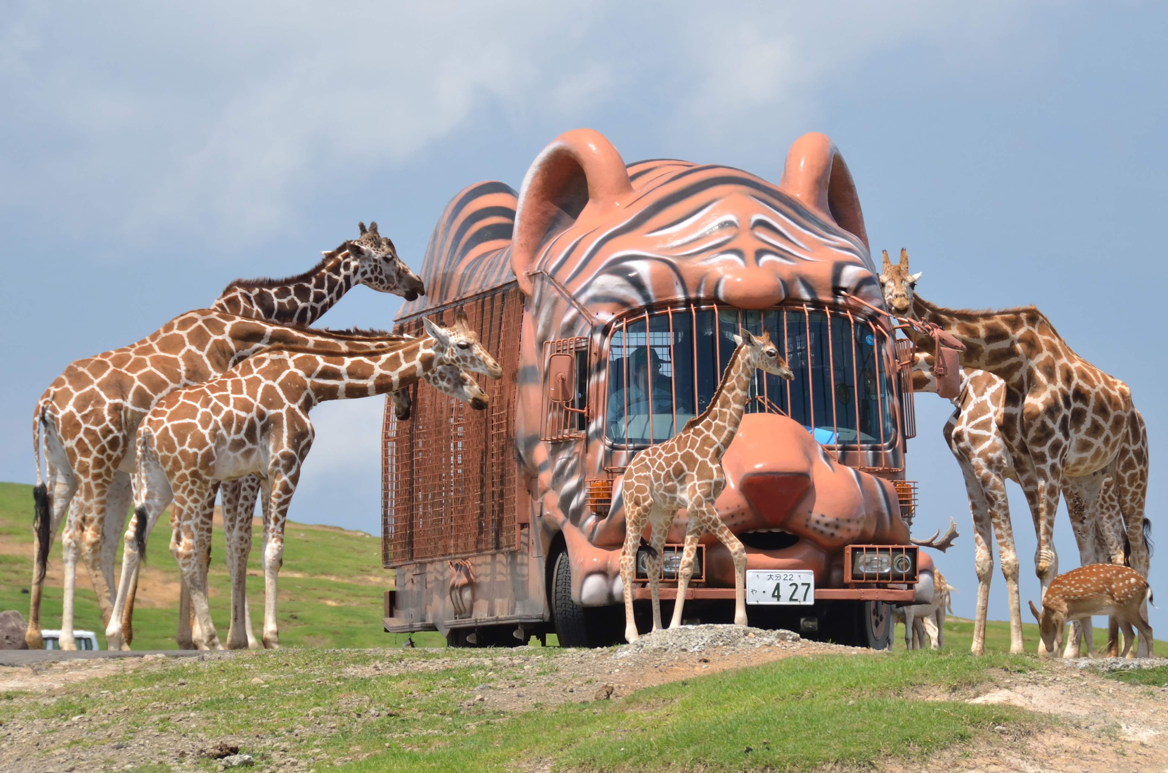 �彣����ưʪ���ࡡ���եꥫ�� ���ե���