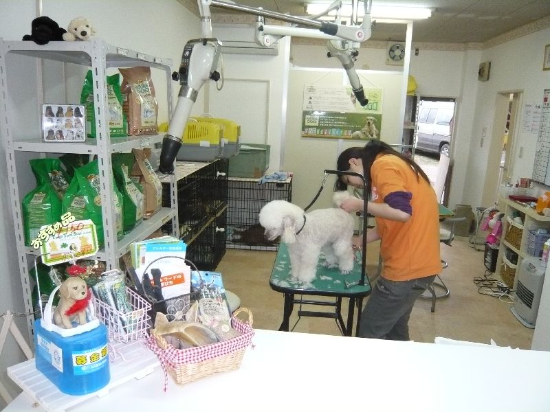 �ɥå������󡡥ɥ쥹�ǥ�