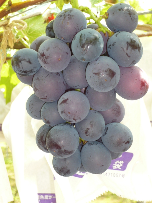 ��¼�֤ɤ���