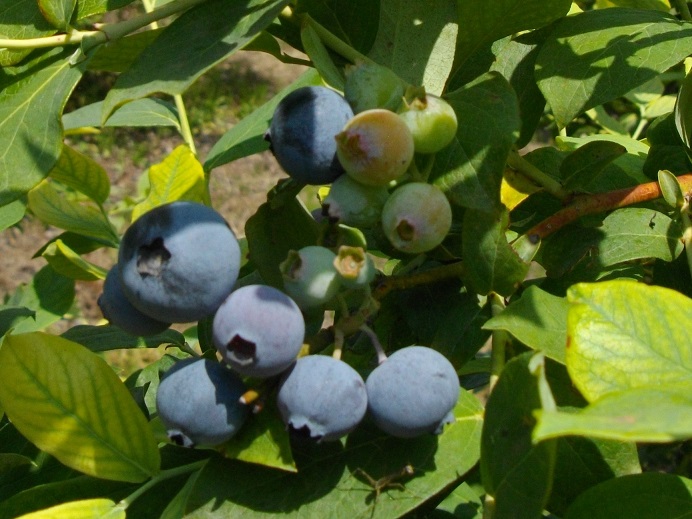 �֥롼�٥꡼�Ѹ�������