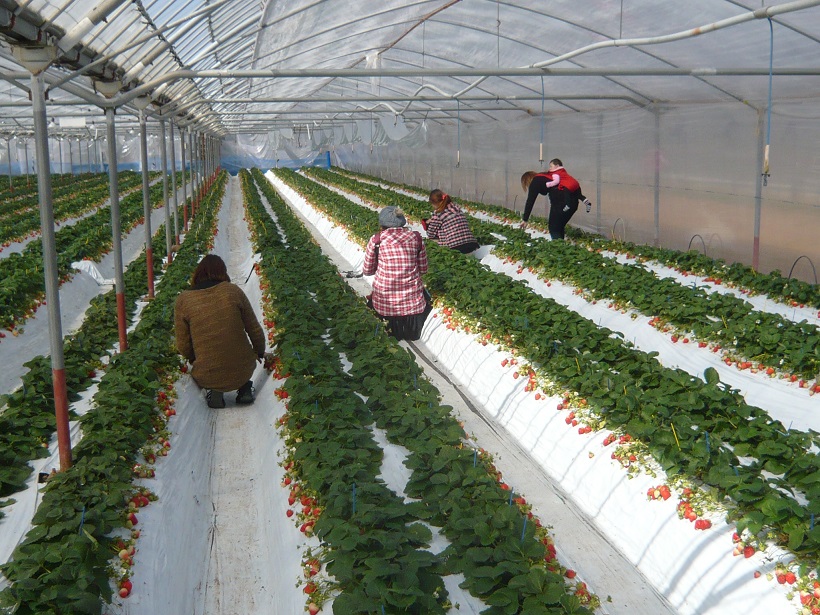 ƻ������������