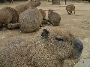 Ĺ��Х����ѡ���