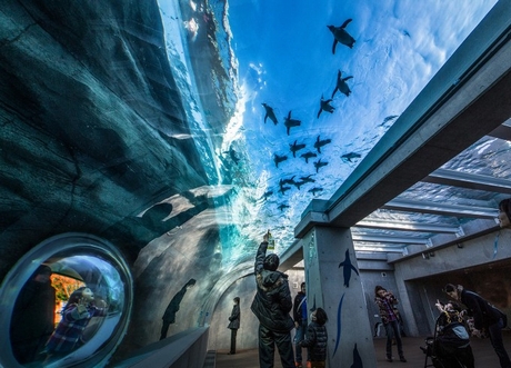 �彽����ư��ʪ�ࡡ�������